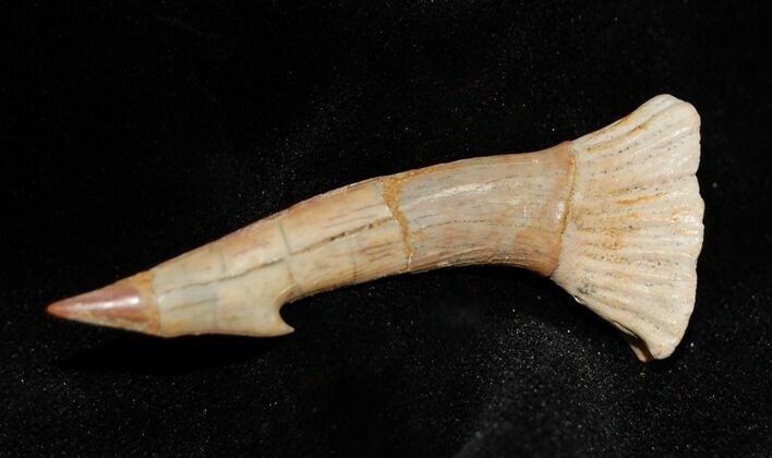Onchopristis (Giant Sawfish) Tooth/Barb #299